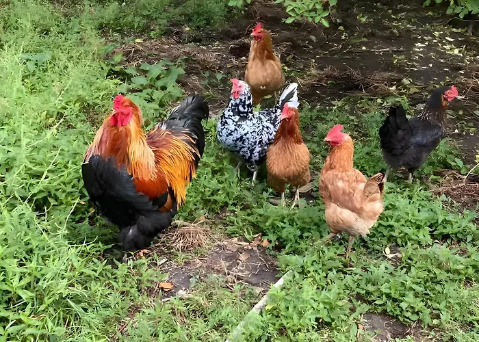 La Ruche - Tournesol 3* Морьяк