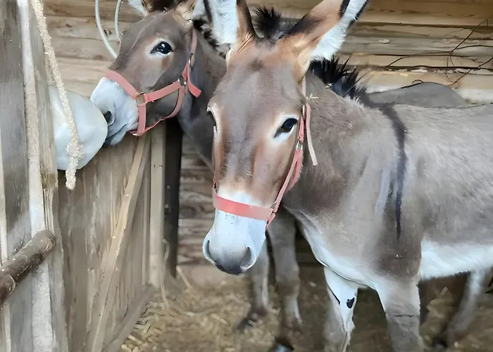 La Ruche - Tournesol Отель типа 